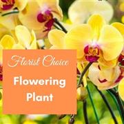 Florist Choice Flowering Plant