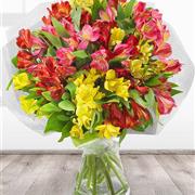 Simply Alstroemeria